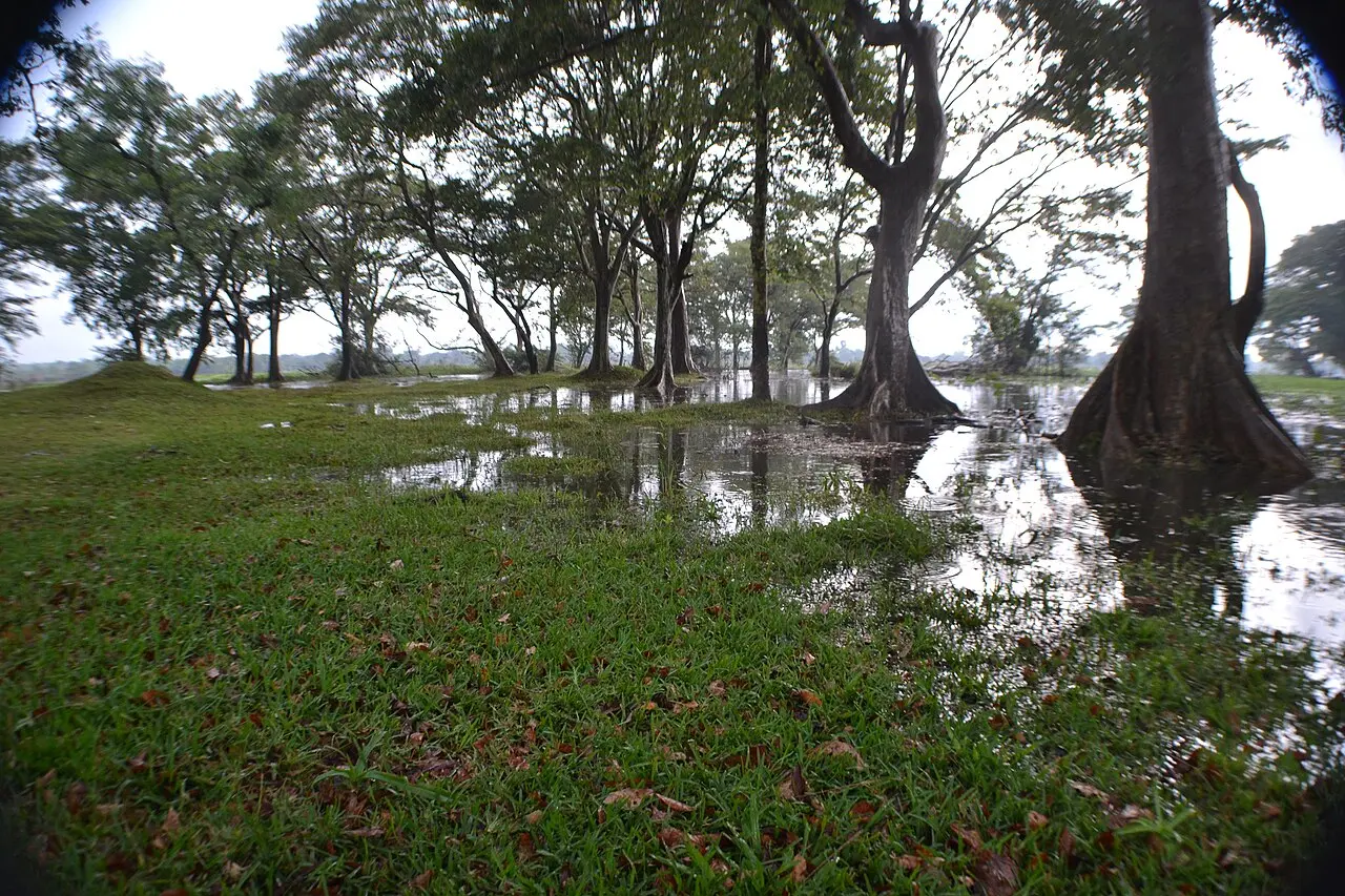 Habarana Lake surrounded by greenery in Sri Lanka