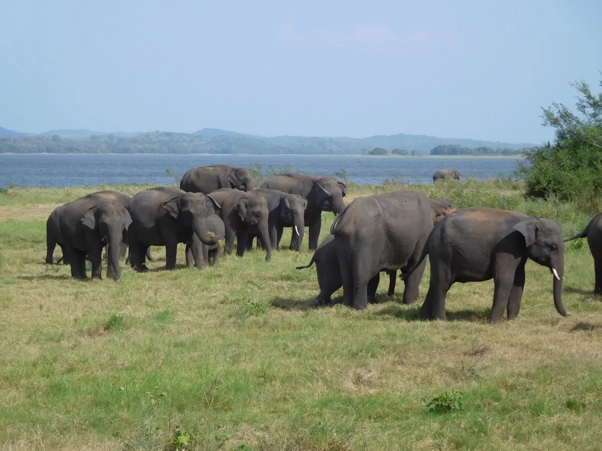 Elephant herd gathering at Minneriya National Park, Sri Lanka