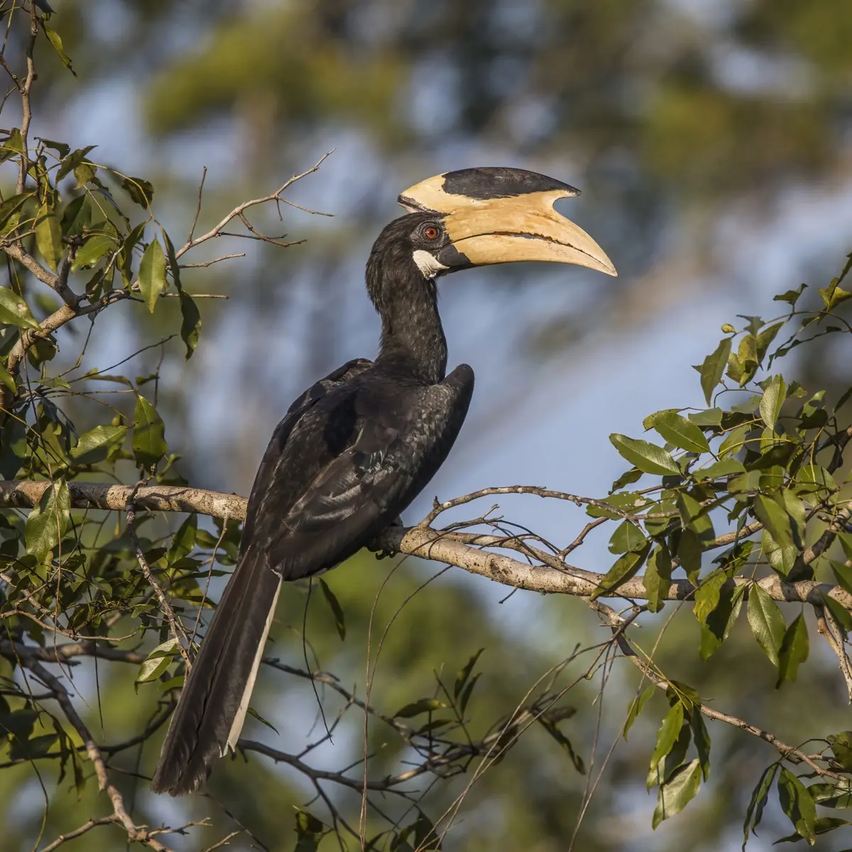 Bird watching tour - Malabar pied hornbill in Sri Lanka